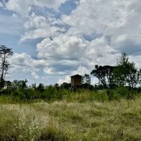 350 Acre Timber and Hunting Tract for Sale Amite County MS
