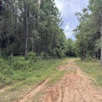 350 Acre Timber and Hunting Tract for Sale Amite County MS images 2