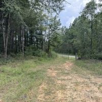 350 Acre Timber and Hunting Tract for Sale Amite County MS images 3