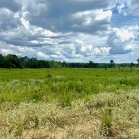 350 Acre Timber and Hunting Tract for Sale Amite County MS images 4