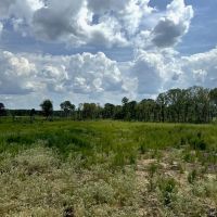 350 Acre Timber and Hunting Tract for Sale Amite County MS images 5