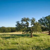 Sandy Lane Ranch images 5