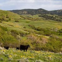 Story Mountain Ranch