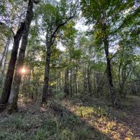 48.29 Acres in Madison County MS images 5