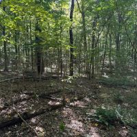 LAND FOR SALE - 7.8 ACRES BUILDING LOT- WOODED - PEKIN INDIANA - WASHINGTON COUNTY images 2