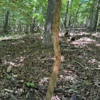 LAND FOR SALE - 7.8 ACRES BUILDING LOT- WOODED - PEKIN INDIANA - WASHINGTON COUNTY images 4