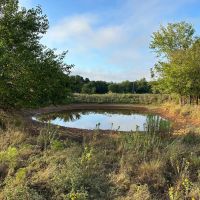 Land For Sale 30 Acres Ratliff City OK images 3
