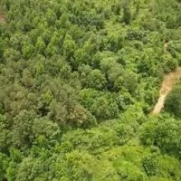 58 Acres in Smith County in Pulaski MS images 3