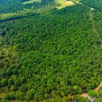 53 - Wooded Acres Hunting Land Randolph County Ravenden Arkansas images 5