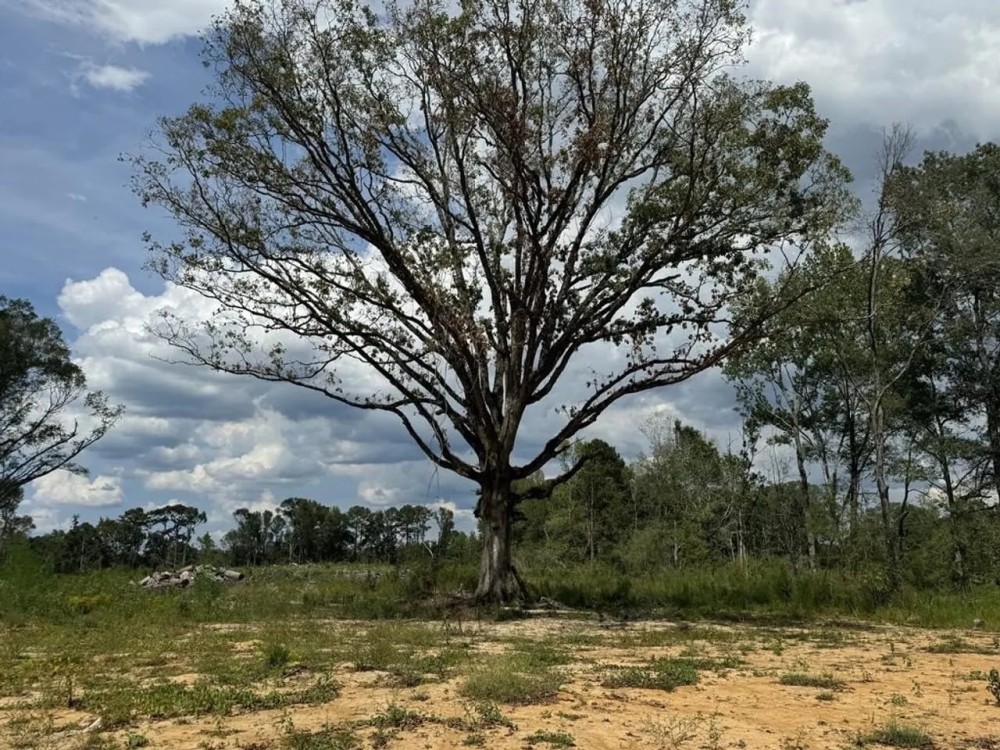 32 Acres Land for Sale Amite County Mississippi featured image