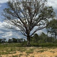 32 Acres Land for Sale Amite County Mississippi