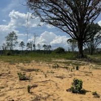 32 Acres Land for Sale Amite County Mississippi images 2