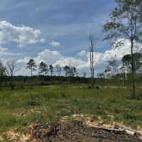32 Acres Land for Sale Amite County Mississippi images 4