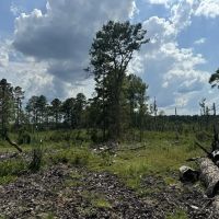 32 Acres Land for Sale Amite County Mississippi images 5