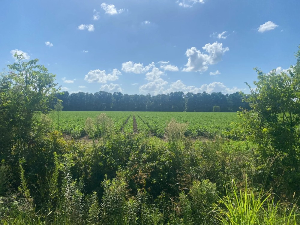 LA - Franklin 38 acres - featured image