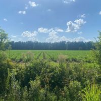 LA - Franklin 38 acres -
