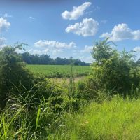 LA - Franklin 38 acres - images 4
