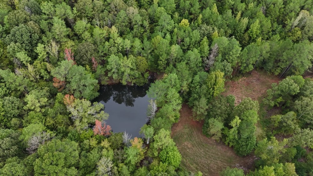 43 Acres in the Jefferson Community in Carroll County MS featured image