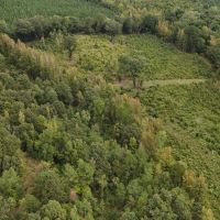 43 Acres in the Jefferson Community in Carroll County MS images 4