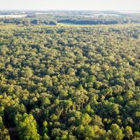Recreational Hunting Land For Sale Clarksville TX images 4
