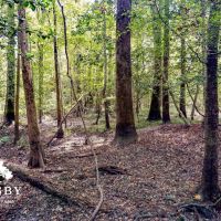 Ivanhoe images 4