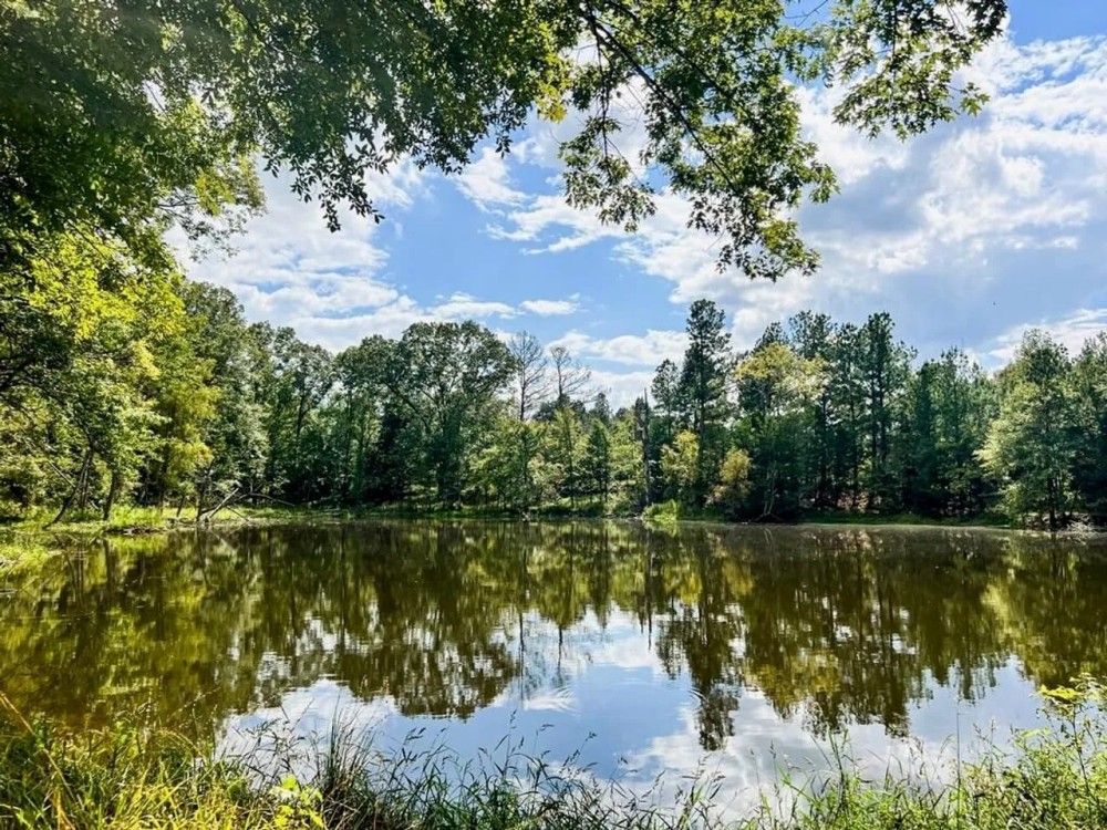 Turnkey Hunting Land in Hinds County MS featured image