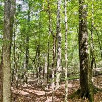Turnkey Hunting Land in Hinds County MS images 2