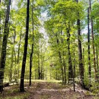 Turnkey Hunting Land in Hinds County MS images 3