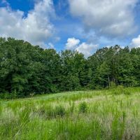 Turnkey Hunting Land in Hinds County MS images 4