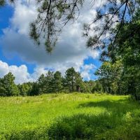 Turnkey Hunting Land in Hinds County MS images 5