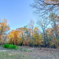 23 Acres Hwy 37 T-7 Kiskadee images 5