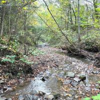 10 Wooded Acres with Stream near State Land in Grove NY County Road 15b Financing Offered