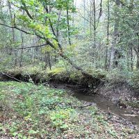 10 Wooded Acres with Stream near State Land in Grove NY County Road 15b Financing Offered images 2