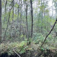 10 Wooded Acres with Stream near State Land in Grove NY County Road 15b Financing Offered images 3