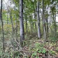 10 Wooded Acres with Stream near State Land in Grove NY County Road 15b Financing Offered images 4