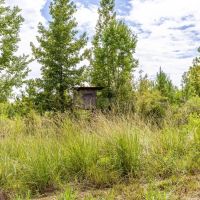 229 Acre Hunting Tract at Gee s Bend with Gorgeous Timber in Wilcox County images 3