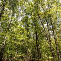 229 Acre Hunting Tract at Gee s Bend with Gorgeous Timber in Wilcox County images 4