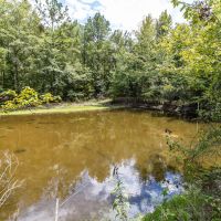 229 Acre Hunting Tract at Gee s Bend with Gorgeous Timber in Wilcox County images 5