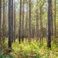 235 Acres For Sale Starkville MS images 2