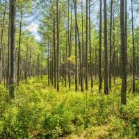 235 Acres For Sale Starkville MS images 4
