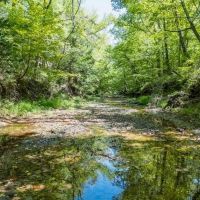 235 Acres For Sale Starkville MS images 5