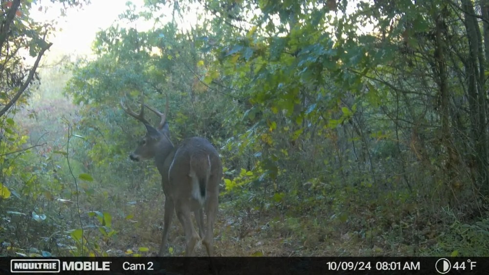 Thompsonville Rd - 483 acres - Vinton County featured image
