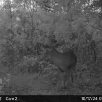 Thompsonville Rd - 483 acres - Vinton County images 2