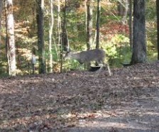 Blue Ridge WMA 160 acres deer & bear hunting land in Divide, ND