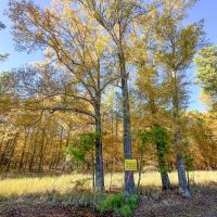 21 Acres Hwy 37 T-5 Kiskadee images 5