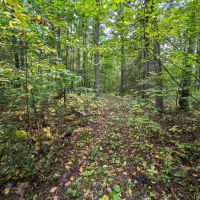 115 acres Hunting and Recreational Property in Lindley NY Bell Hill Rd