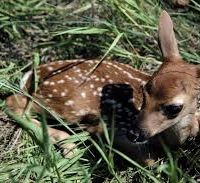 1,558 acres Hofflund WMA deer hunting land in Williams, ND images 3