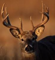 1,558 acres Hofflund WMA deer hunting land in Williams, ND images 5