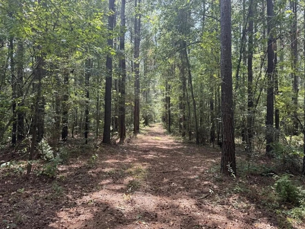 40 Acres Hunting Timberland for Sale Southwest MS featured image