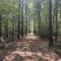 40 Acres Hunting Timberland for Sale Southwest MS